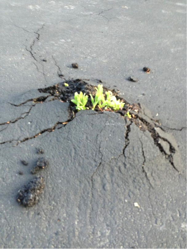 cracked driveway