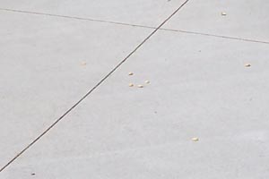 Concrete Driveway Care