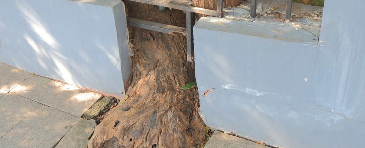 How to Spot and Solve Tree Root Damage to Your Foundation