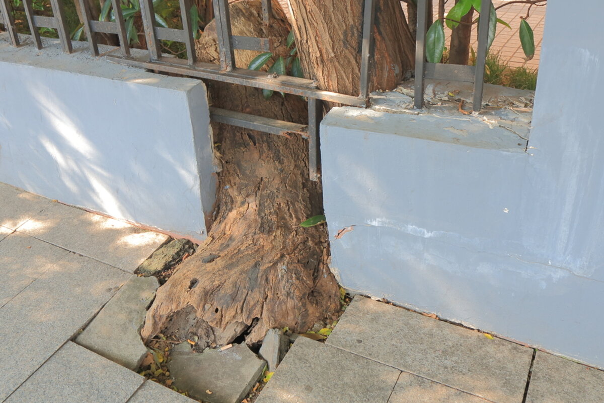 How to Spot and Solve Tree Root Damage to Your Foundation